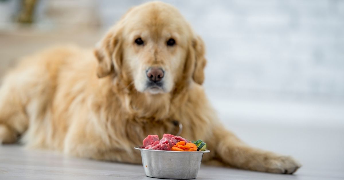 How feeding fresh food to your dog is healthier