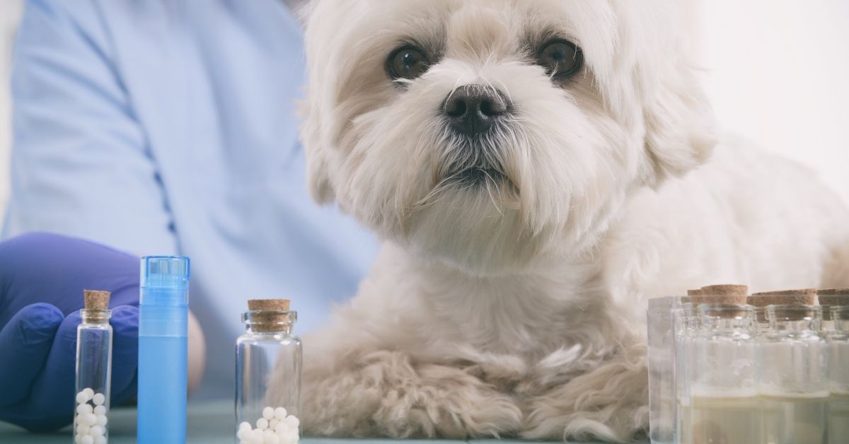 Frequently asked questions about homeopathy for your dog