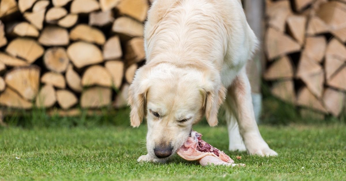 What is a species appropriate diet for dogs and cats? 