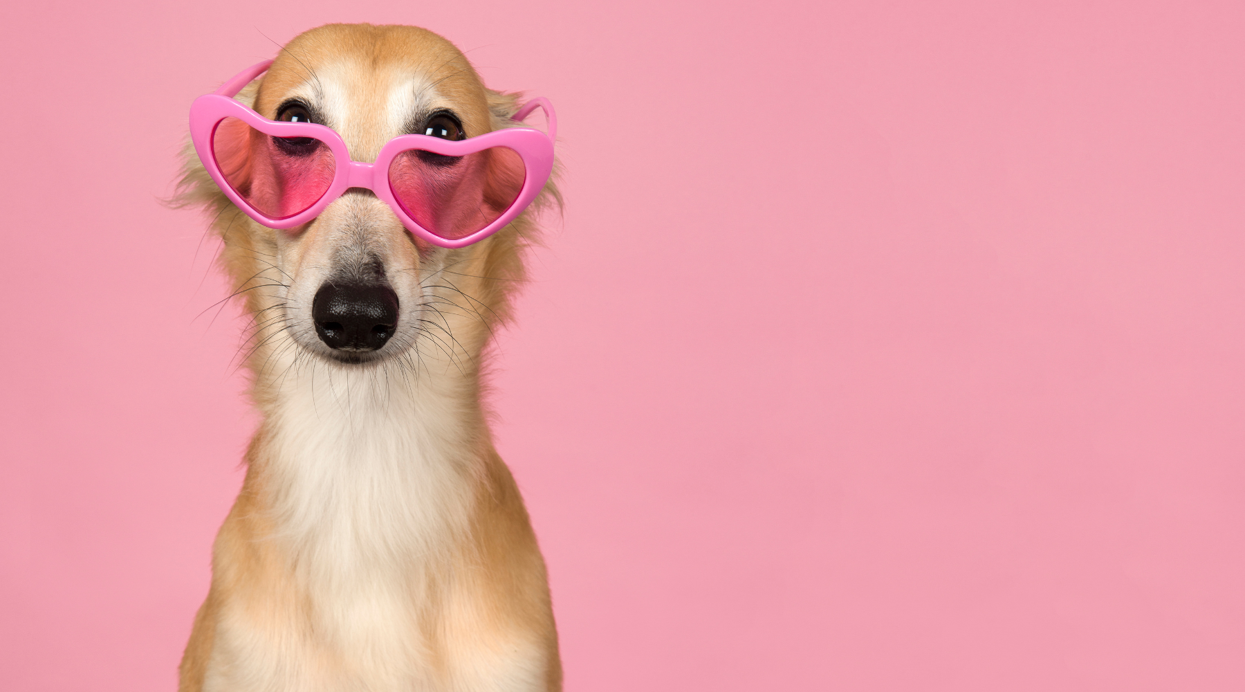 What is a top spayed female dog called