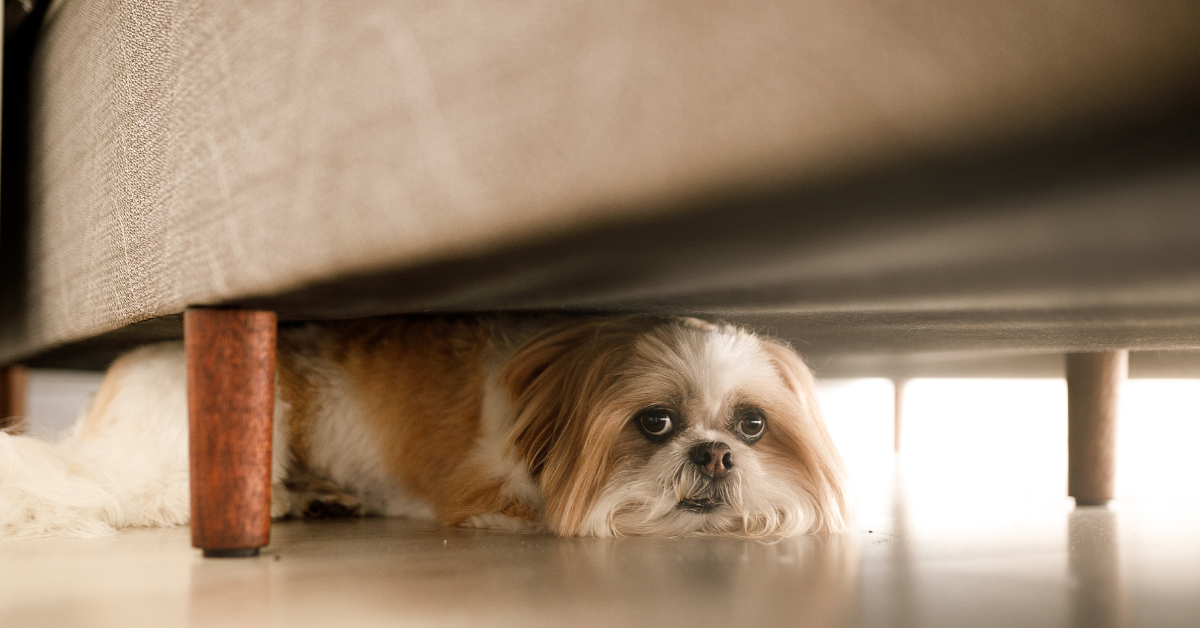 Dog rescue remedy sales drops