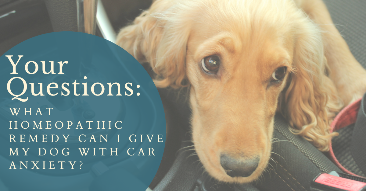 Your Questions What homeopathic remedy can I give my dog with car anx