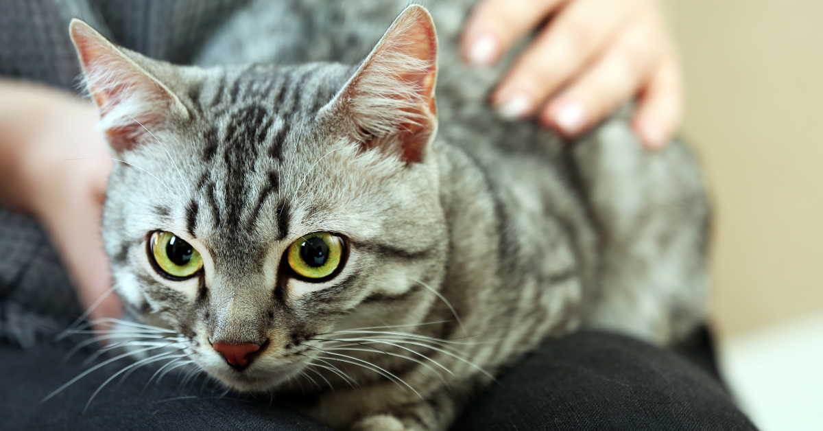 Over grooming sales cat homeopathic remedy