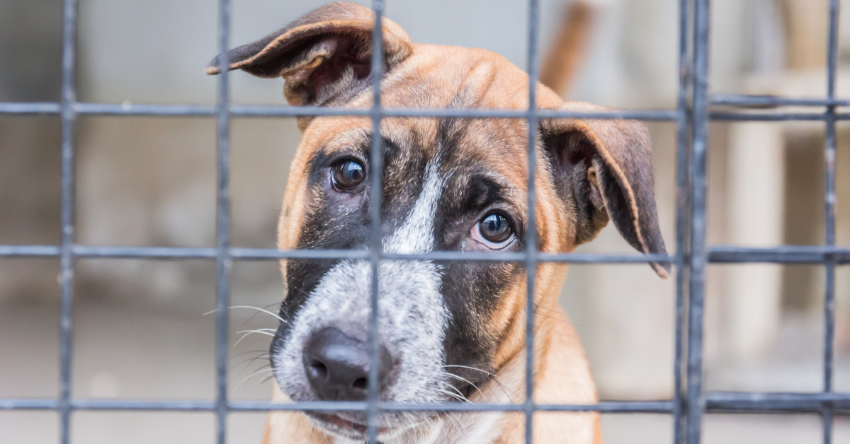 homeopathy for dog grief sadness loss | homeopathy for cat grief sadness loss