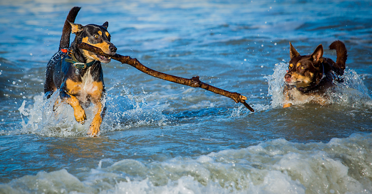 homeopathy for dog trauma or puncture | homeopathy for cat trauma or puncture