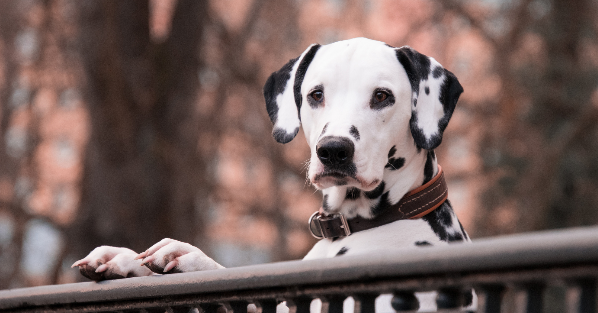 #MineToo: How Language Impacts Our Respect for Human and Animal Rights