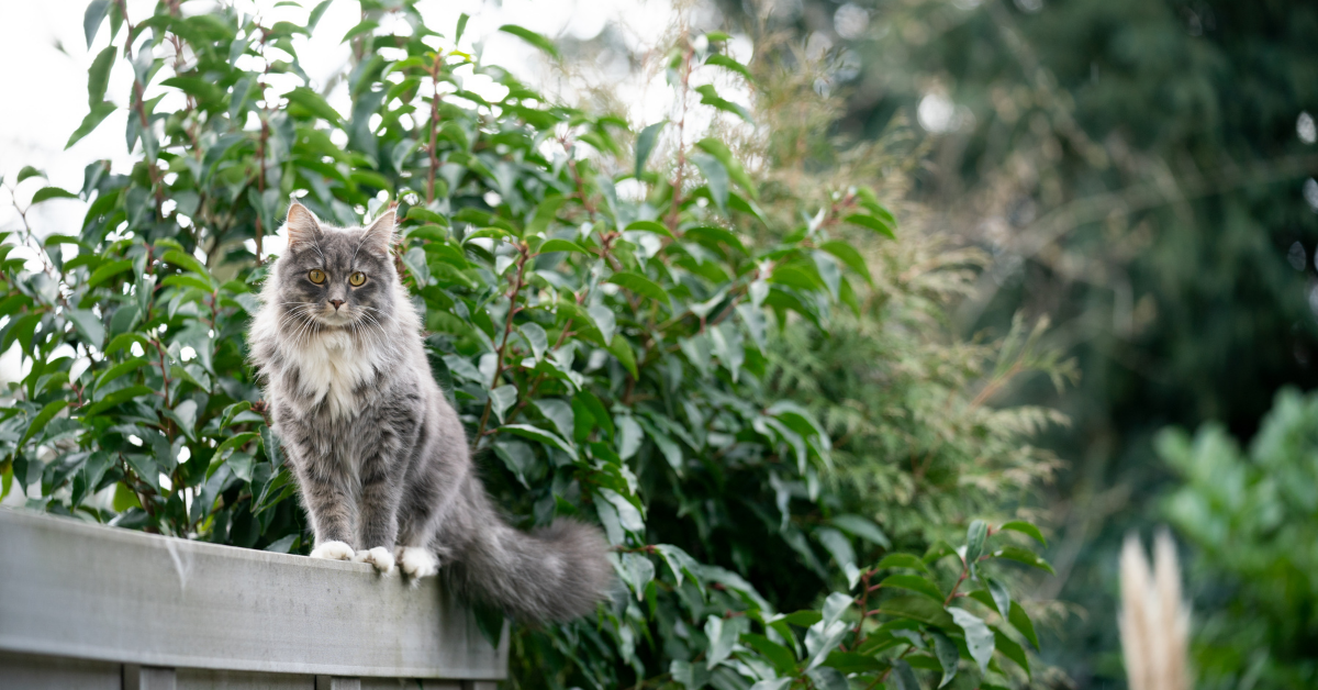 Homeopathy for Dog and Cat Emergencies Puncture Wounds Bites