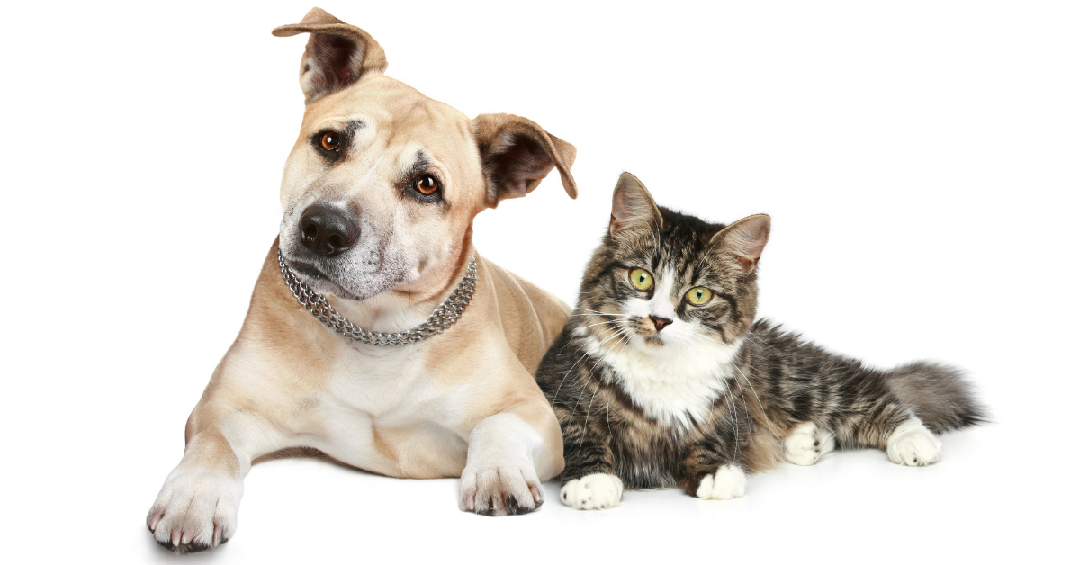 Thinking Required: Dr. Dee's Rebuttal to Anti-Anti-Vaxxers