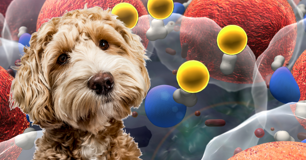 What are cell salts and do they work for animals?