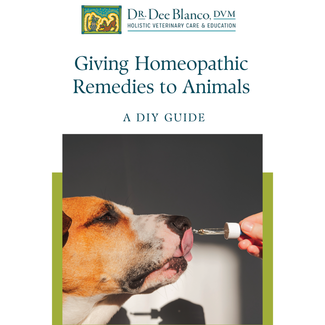 Homeopathic remedies best sale for dogs