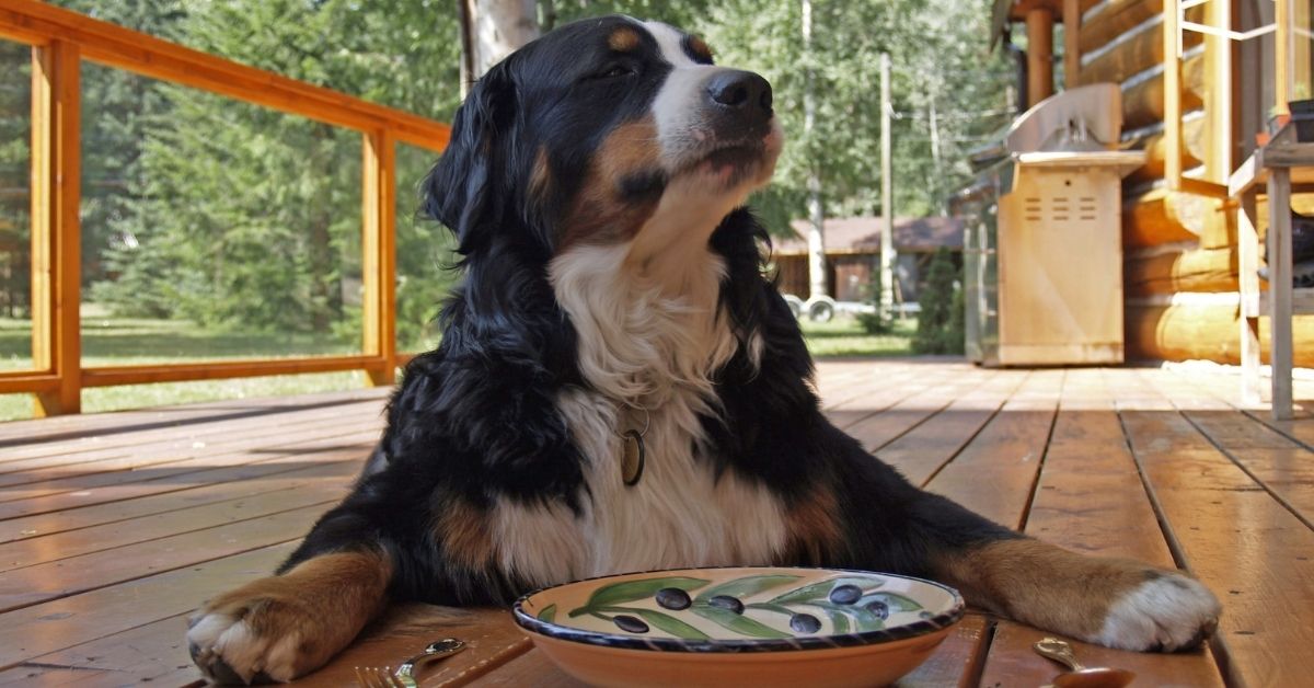 Learn how to feed fresh food to your dog and cat