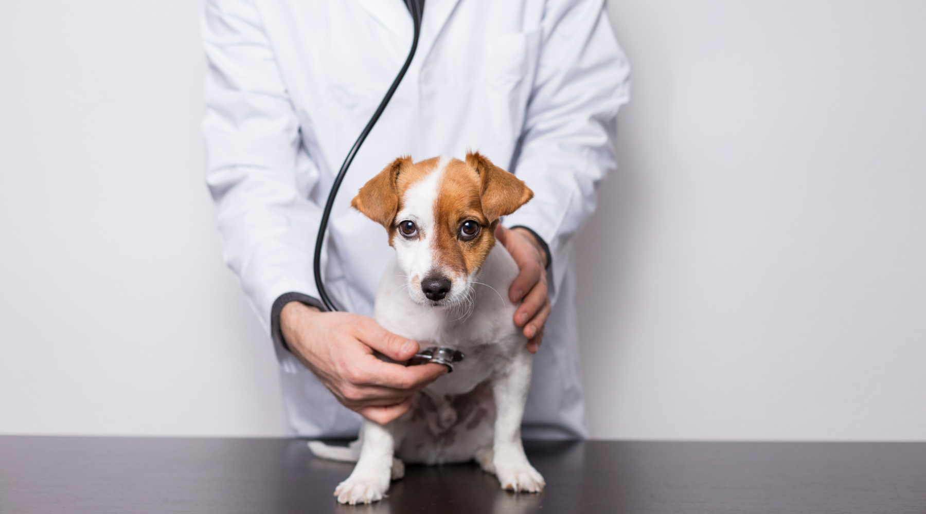 Does My Pet Really Need All These Medications?