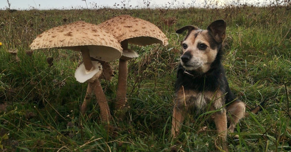 Can you 2024 give dogs mushrooms