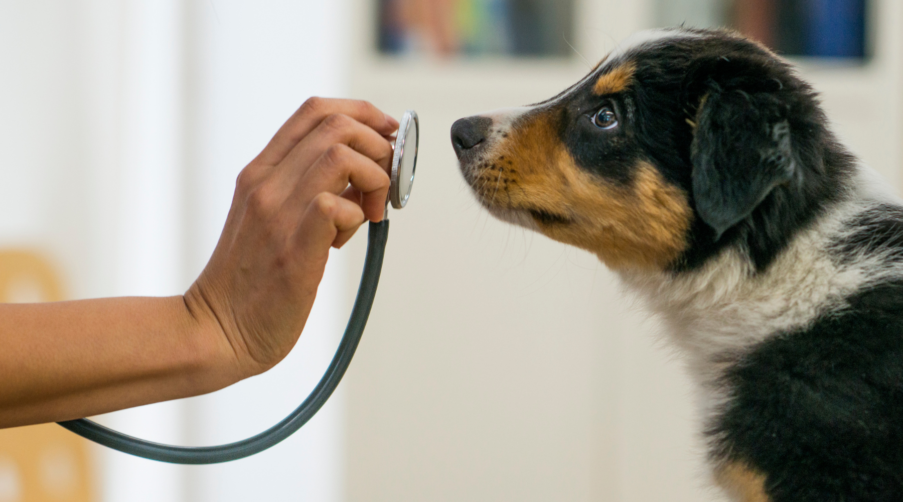 Does My Pet Really Need All This Stuff The Vet Recommends?