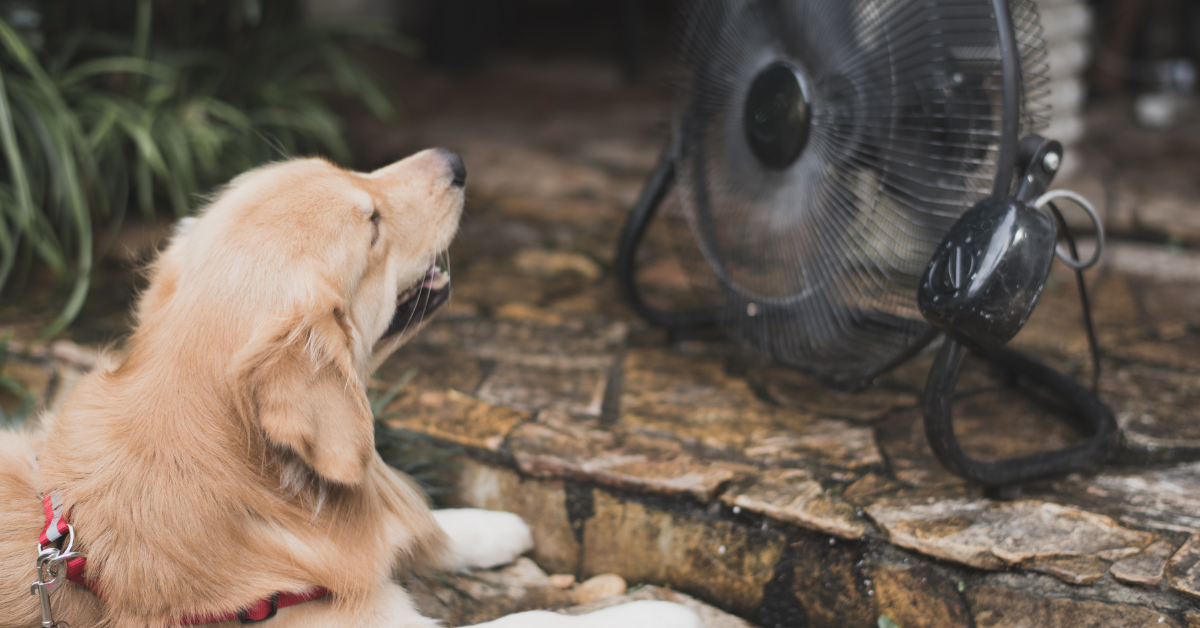 Homeopathy for Dog heat stroke