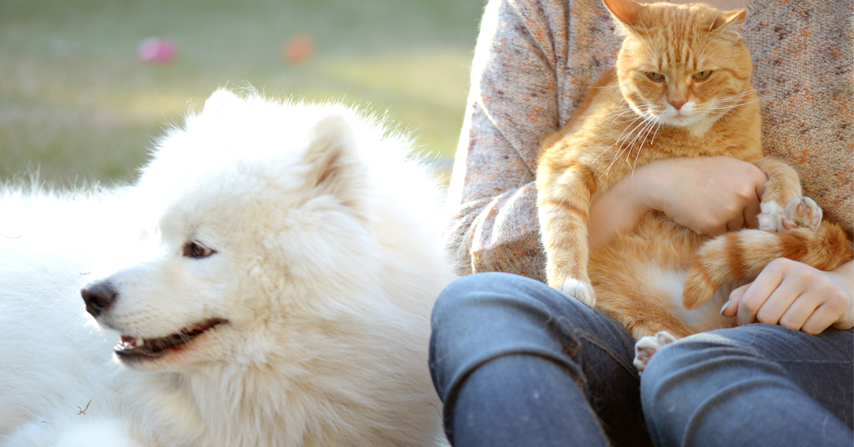 3 things you can do now to help your pet live longer