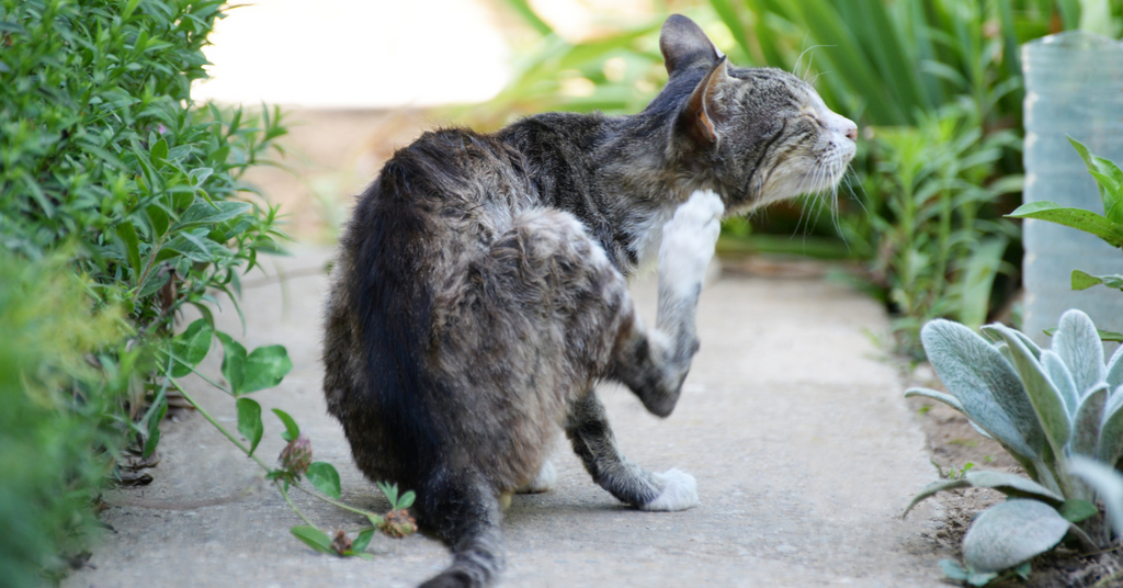 Nutritional yeast for cats fleas sale