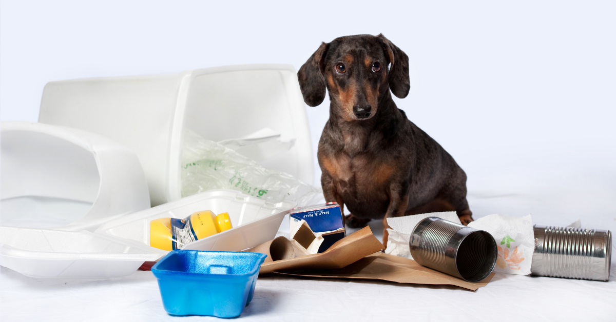 how to I use homeopathy for dog emergecies