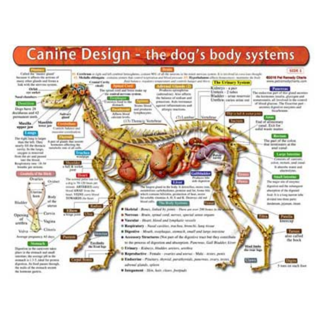 Home Remedy Charts for Conditions and Education for Pets